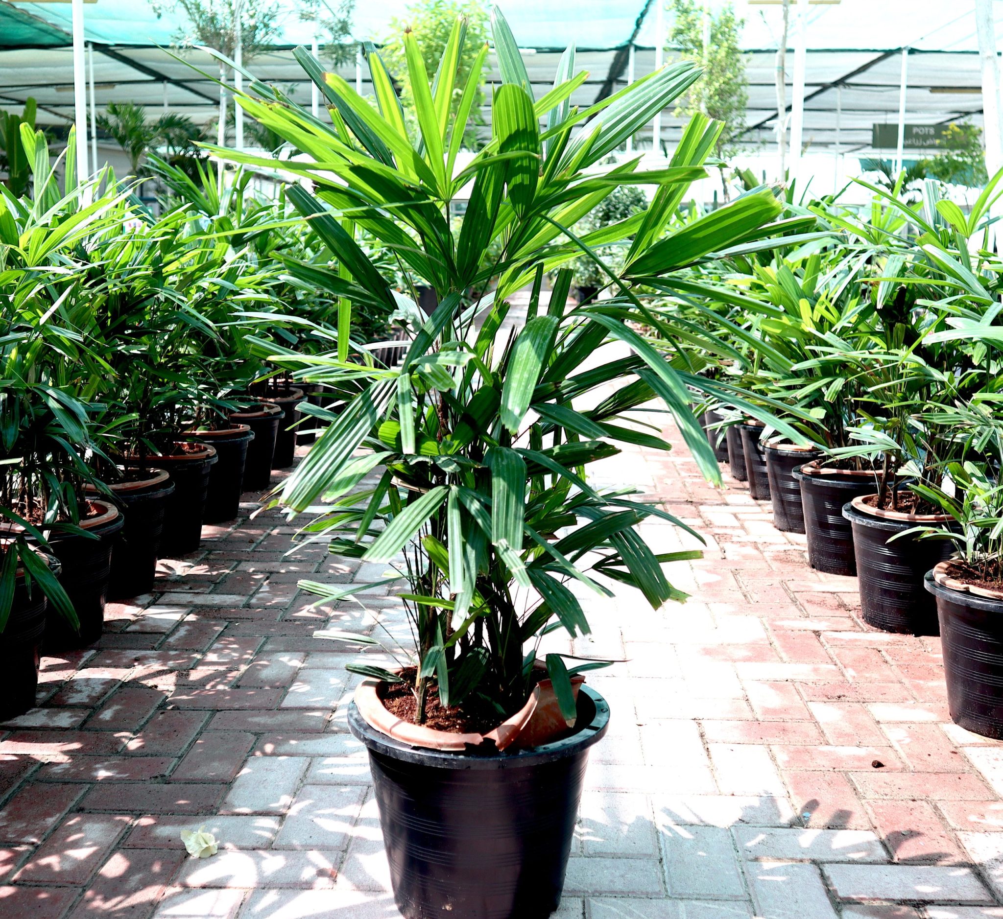 Rhapis excelsa “Lady Palm سيدة النخيل or Miniature Fan Palm” 80 – 100cm Greensouq