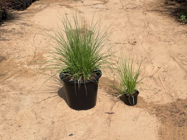 PENNISETUM TALL GRASS GREEN SOUQ