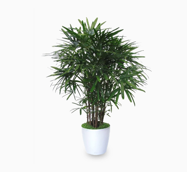 Rhapis excelsa “Lady Palm سيدة النخيل or Miniature Fan Palm” 80 – 100cm Greensouq