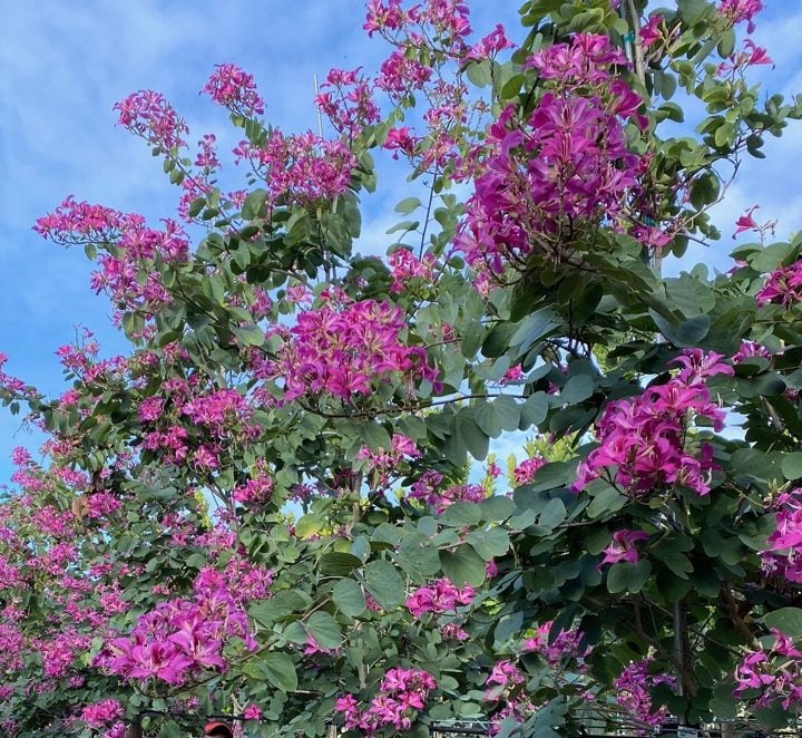 Bauhinia purpurea