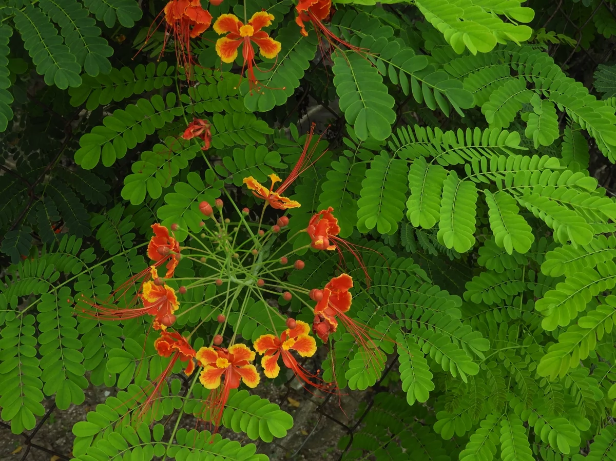 caesalpinia-pulcherrima