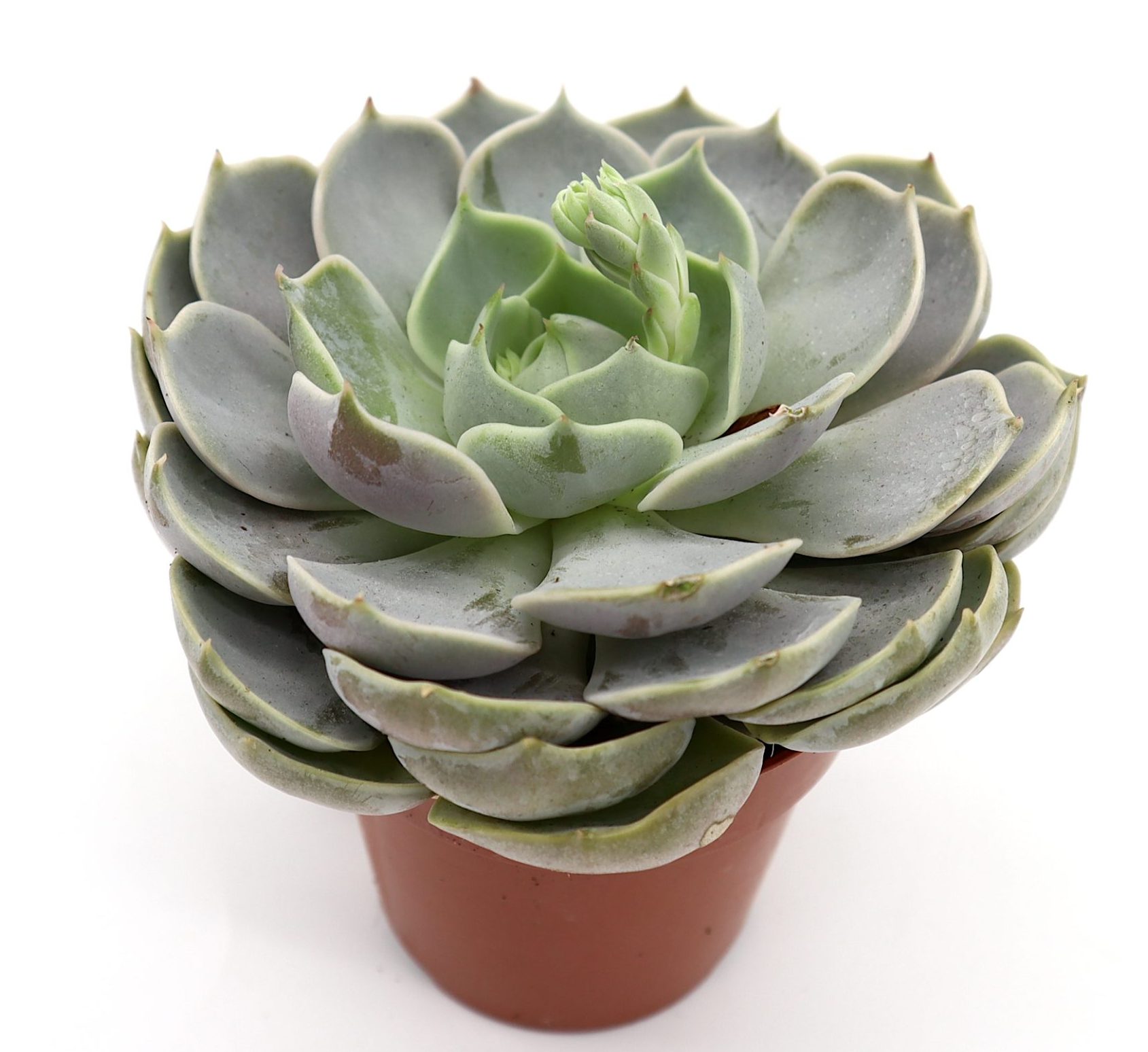 Echeveria succulent Greensouq