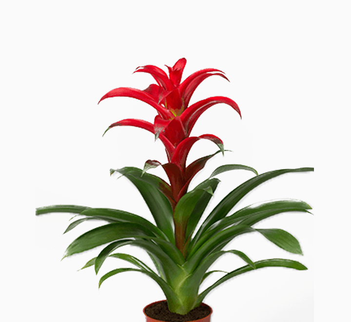 Guzmania Red