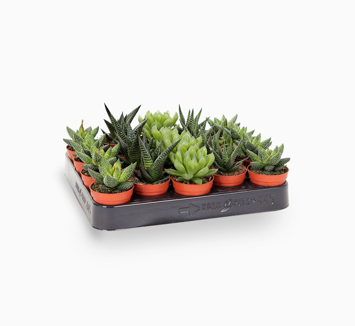 Mini succulents Haworthia 4-6cm per piece