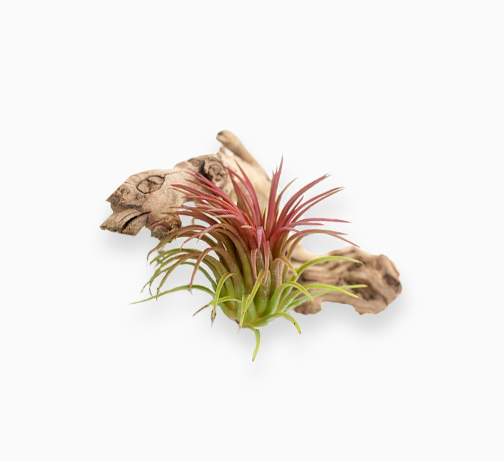 Tillandsia Ionantha red clumb – Air Plant