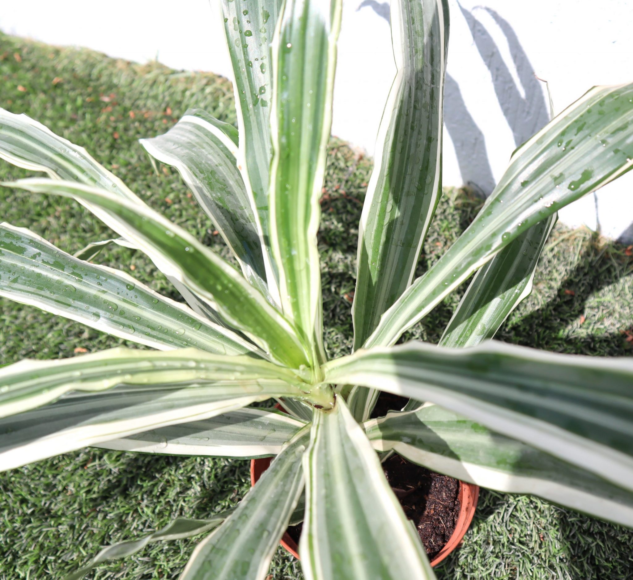 Dracaena Deremensis "Warneckii" Greensouq