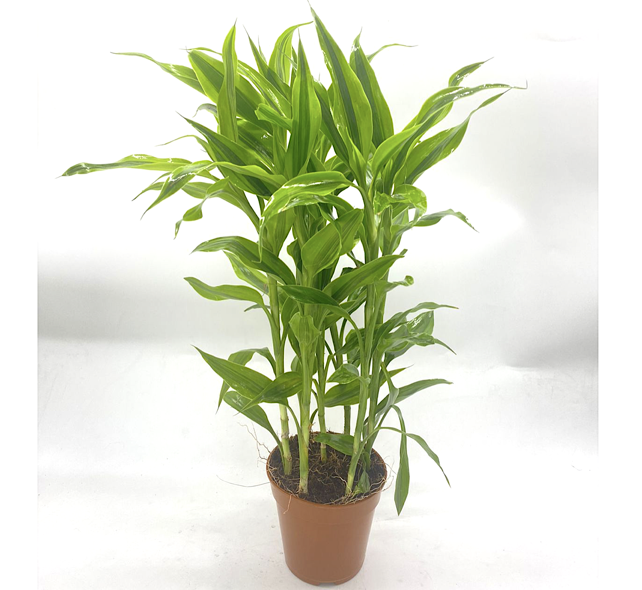 Gold Dracaena Sanderiana Greensouq