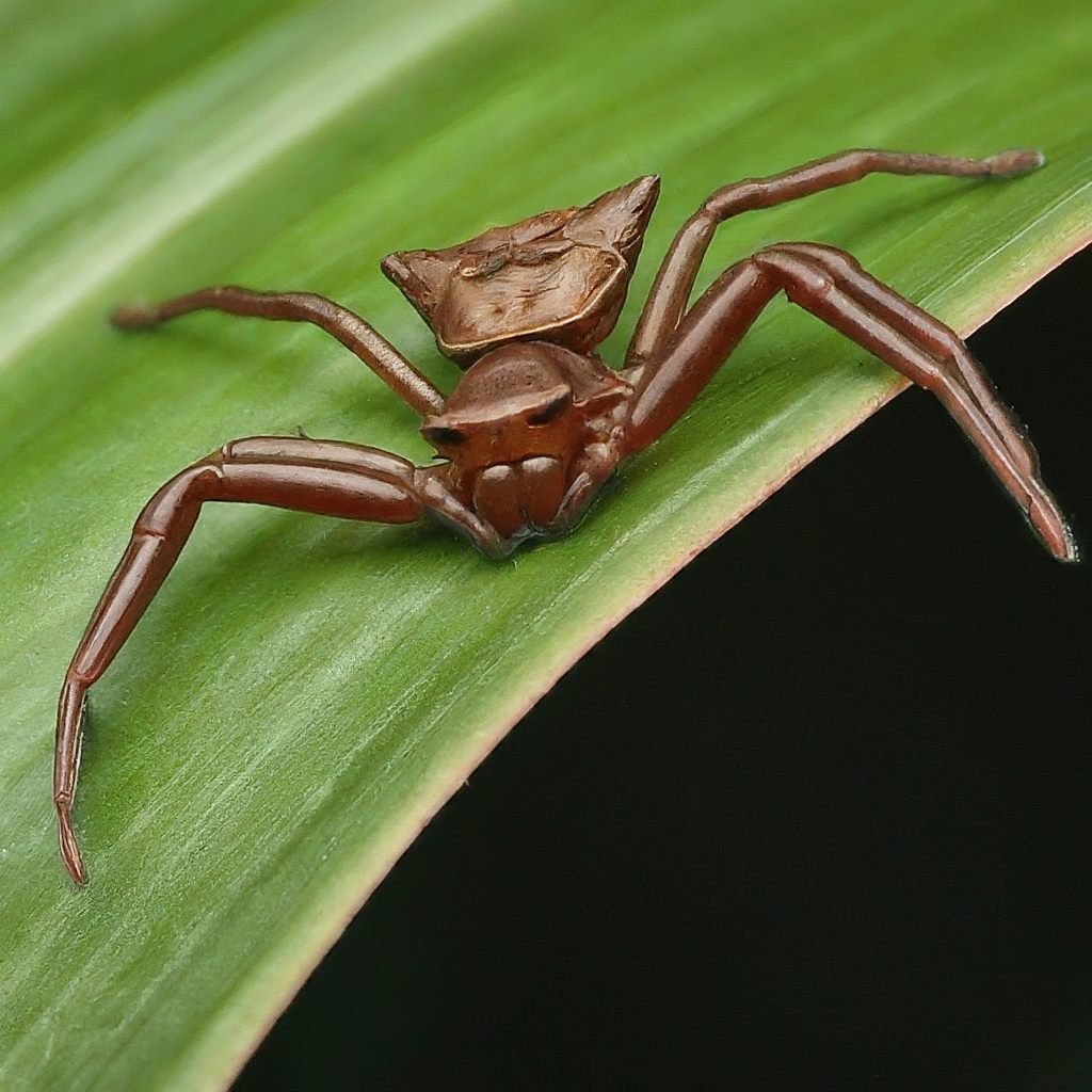 19 Spiders That Resemble And Look Like Crabs (With Pictures)