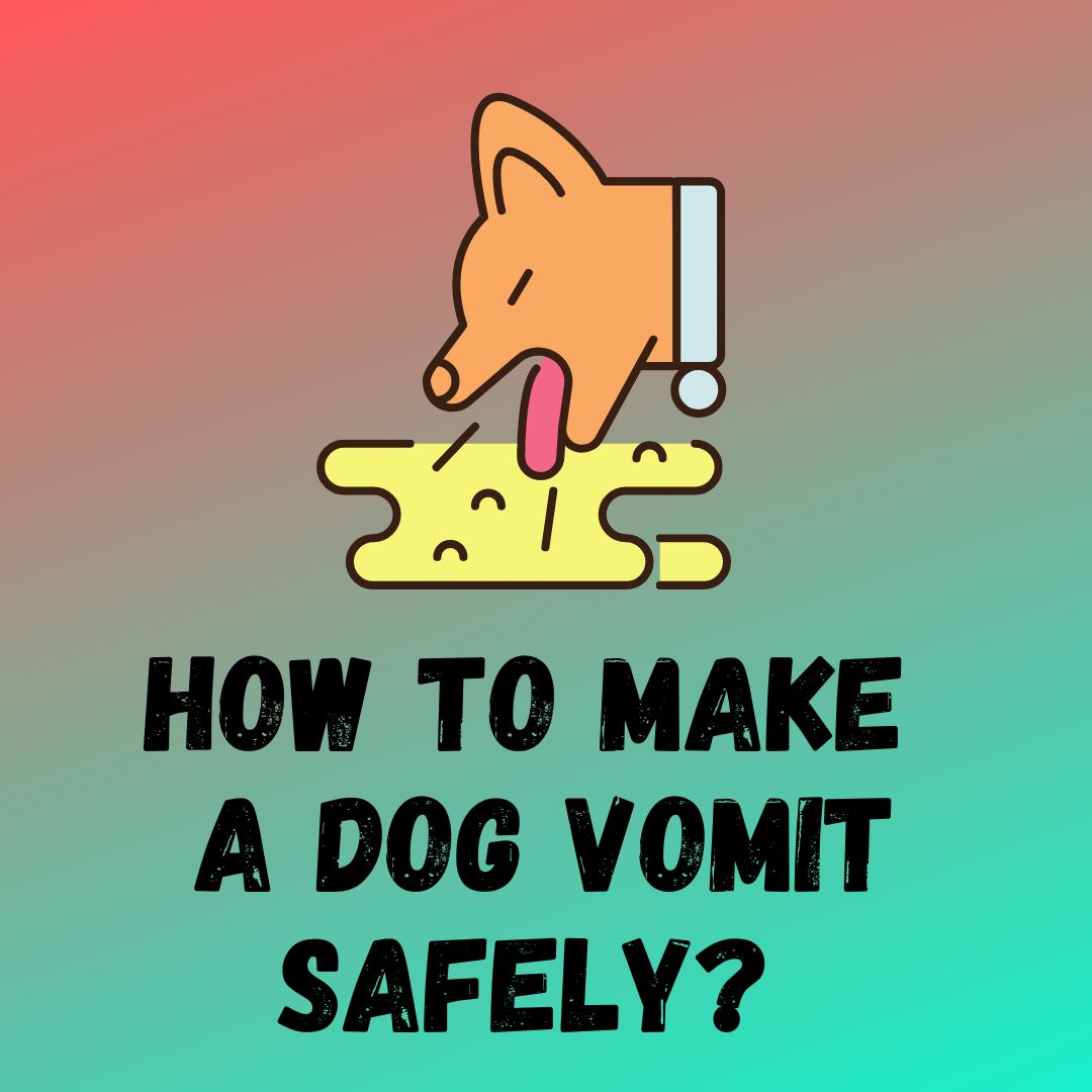 How To Make A Dog Throw Up Or Vomit Safely 3 Easy Ways How To Make A Dog Throw Up Or Vomit Safely 3 Easy Ways