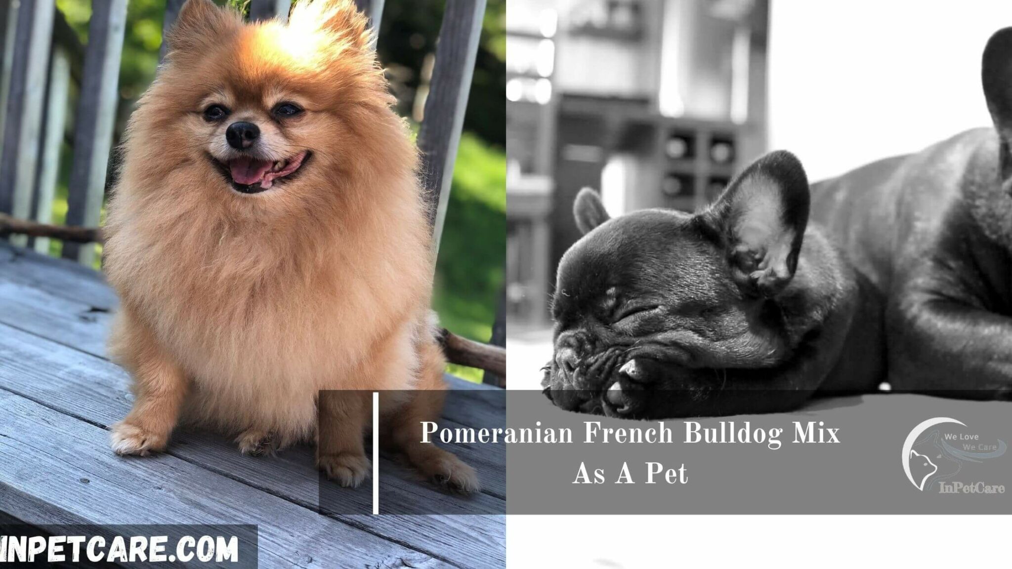 French Bulldog Pomeranian Mix: A Complete Guide (+Pictures)