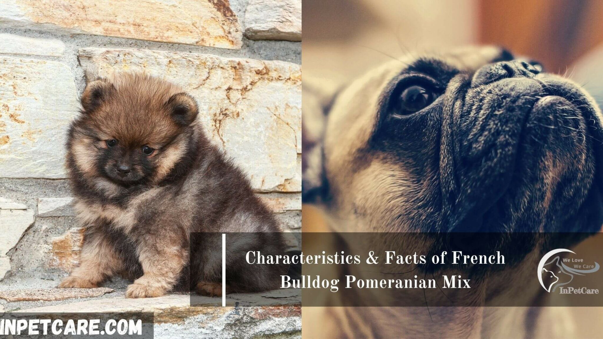 French Bulldog Pomeranian Mix: A Complete Guide (+Pictures)
