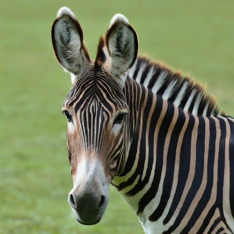 25 Unusual Hybrid Animals That Exists! (With Pictures)