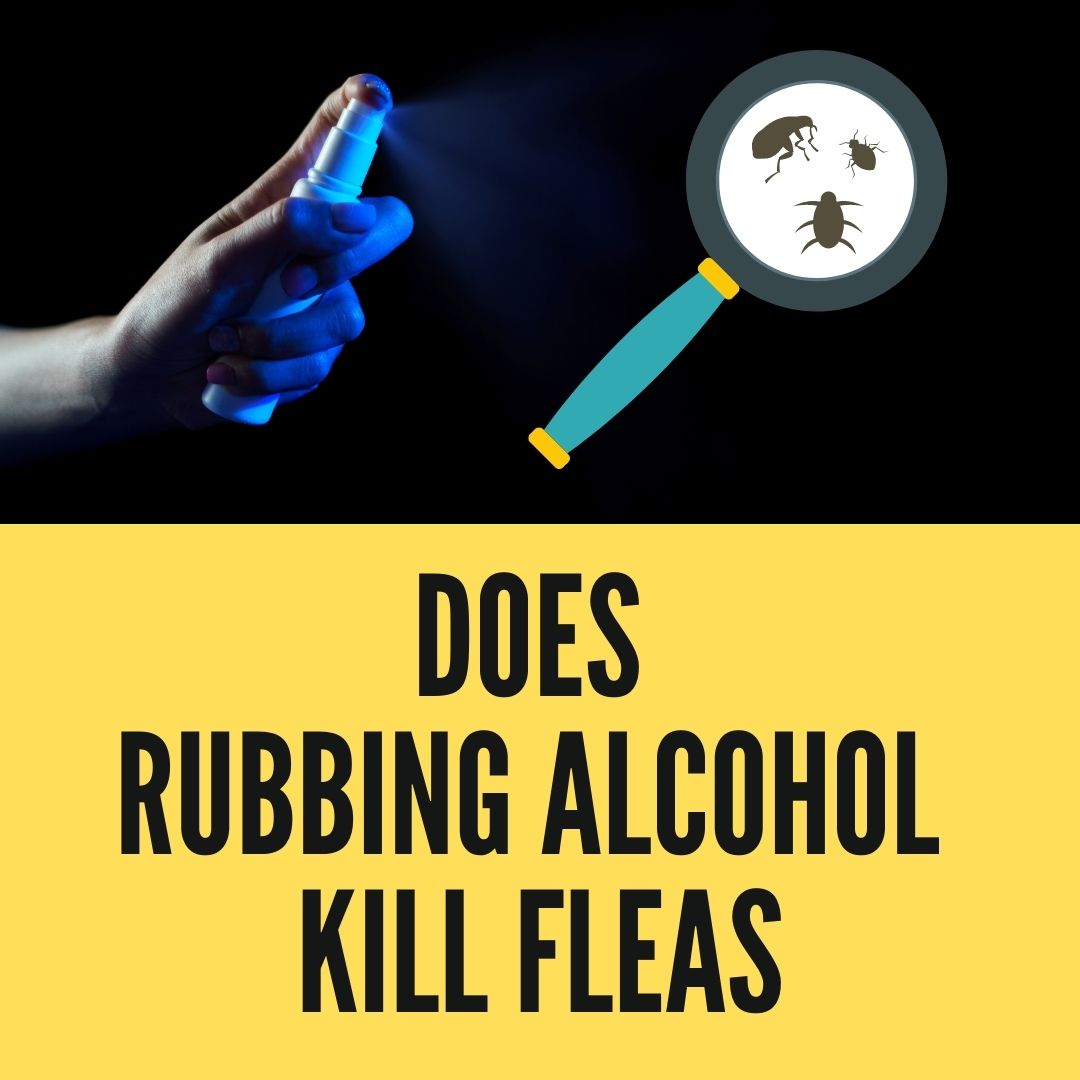 Does Rubbing Alcohol Kill Fleas? 5 Must-Know Facts