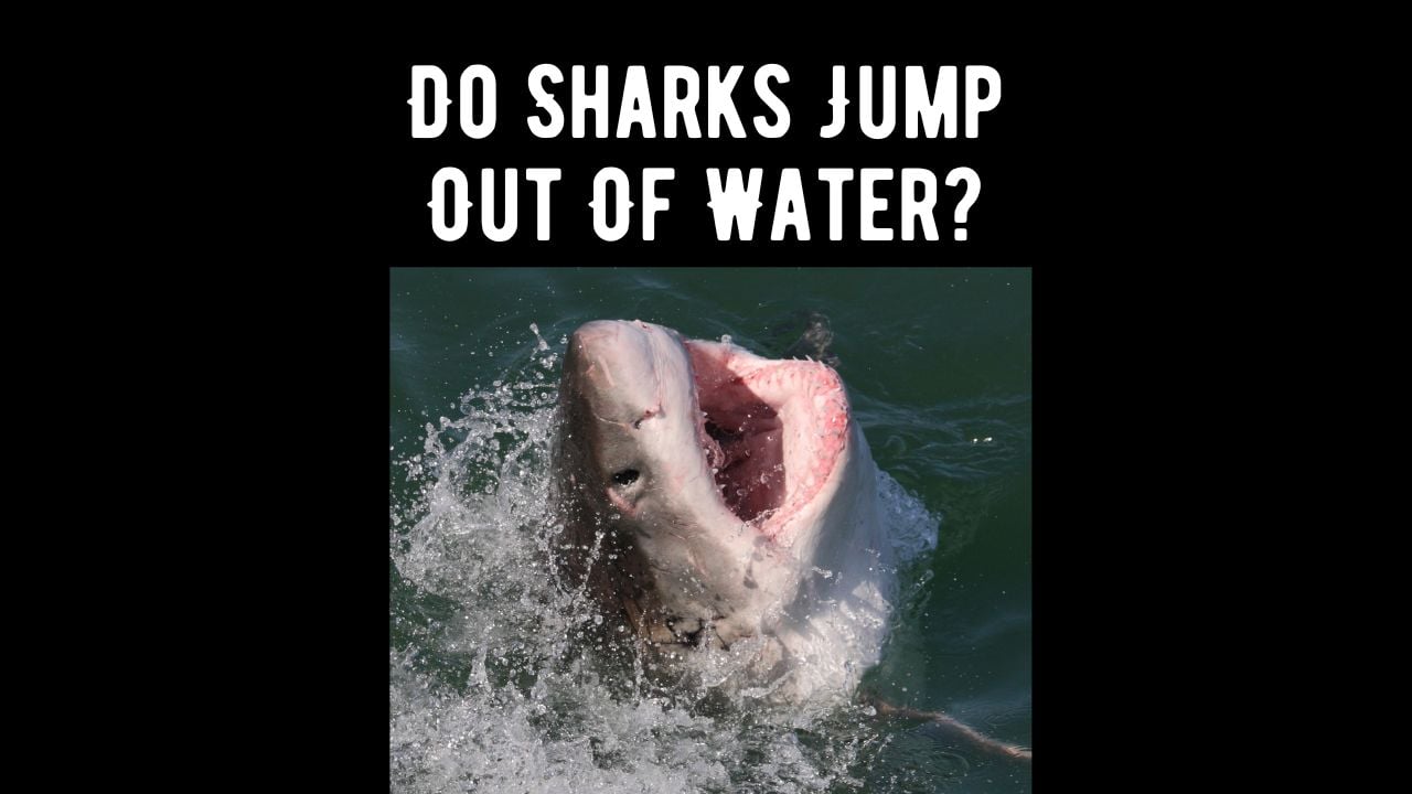 Do sharks jump out of water which ones and why shark truth