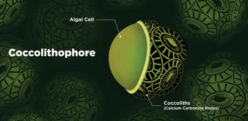 _illustration_graphic-depicting-coccolithophore-algae-cells_center-center