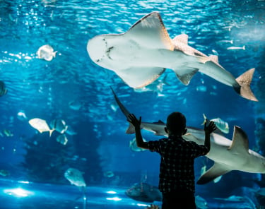 A boy is observing sharks in an aquarium at the National Aquarium.