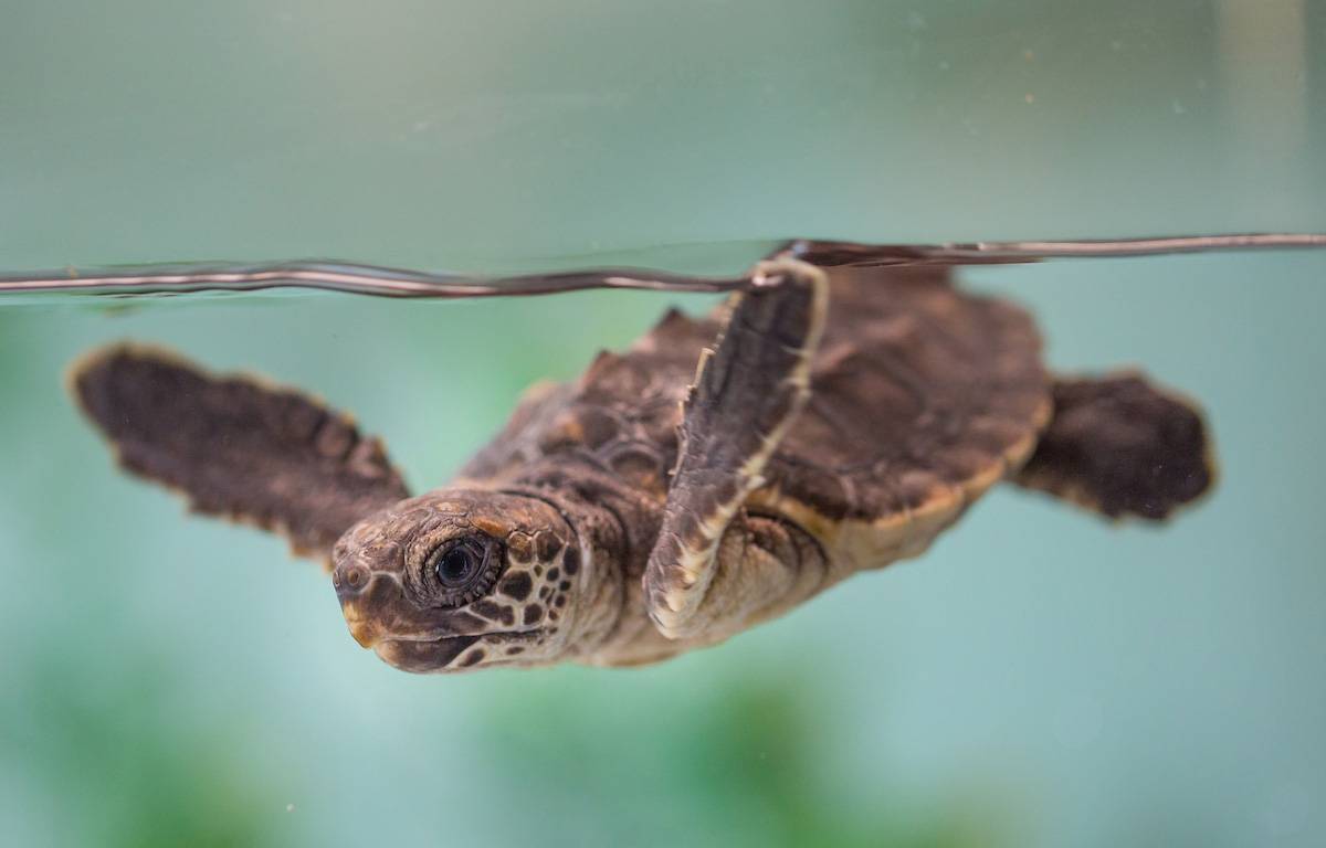 loggerhead-sea-turtle-raven