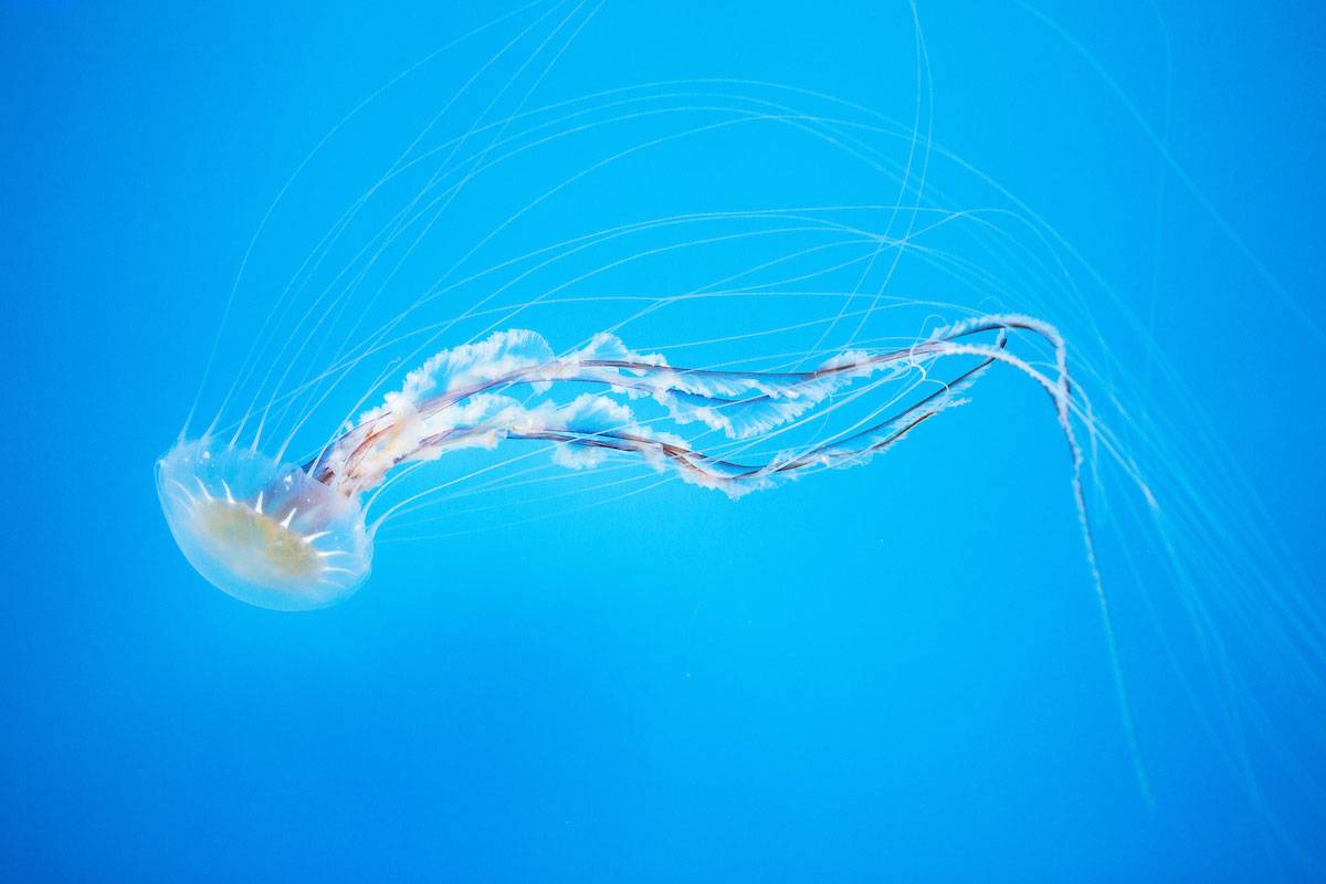 A jellyfish swimming in a blue water.