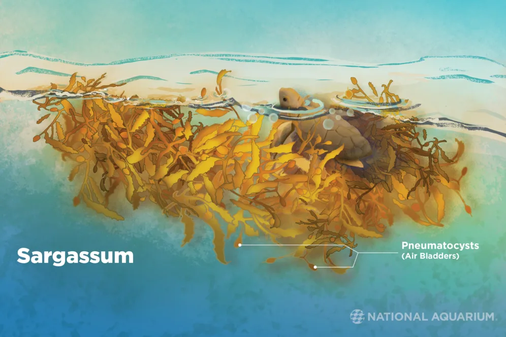 2024-03-26_illustration_graphic-depicting-sargassum-algae-floating-in-water-with-pneumatocysts-called-out-and-baby-sea-turtle_center-center_001